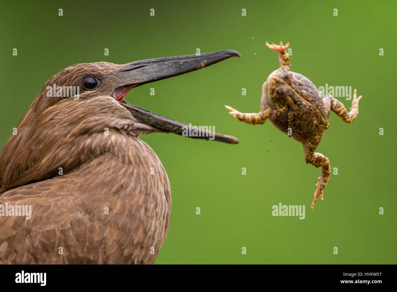 Südafrika: Denken Sie, dass Sie einen schlechten Tag haben? Versuchen Sie die Erinnerung an das Schicksal dieser unglücklichen Kröte, die abgeholt und von einem hungrigen Vogel vor ganz geschluckt werden herumgereicht wurde. Die Armen Kröte zuerst lief in Schwierigkeiten, wenn es von den Schreiseeadler Vogel entdeckt wurde, aber Dinge mussten viel schlimmer. Diese atemberaubenden Bilder erfassen die Szene perfekt wie die Kröte Welt auf den Kopf gedreht wird, nachdem er durch den Schreiseeadler in Südafrikas Krüger Nationalpark in die Luft geschleudert wird. Die Action-Sequenz wurde von preisgekrönten ungarischen Fotografen Bence Mate erobert. Stockfoto