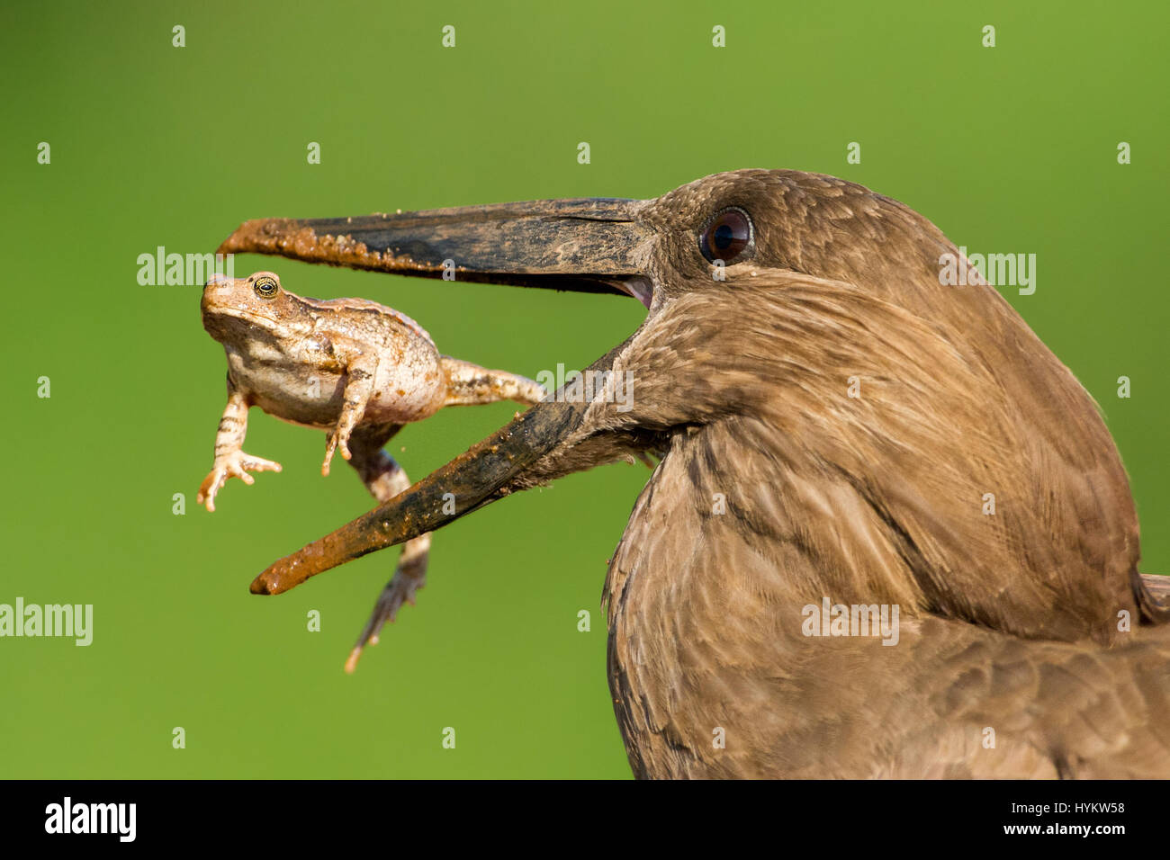 Südafrika: Denken Sie, dass Sie einen schlechten Tag haben? Versuchen Sie die Erinnerung an das Schicksal dieser unglücklichen Kröte, die abgeholt und von einem hungrigen Vogel vor ganz geschluckt werden herumgereicht wurde. Die Armen Kröte zuerst lief in Schwierigkeiten, wenn es von den Schreiseeadler Vogel entdeckt wurde, aber Dinge mussten viel schlimmer. Diese atemberaubenden Bilder erfassen die Szene perfekt wie die Kröte Welt auf den Kopf gedreht wird, nachdem er durch den Schreiseeadler in Südafrikas Krüger Nationalpark in die Luft geschleudert wird. Die Action-Sequenz wurde von preisgekrönten ungarischen Fotografen Bence Mate erobert. Stockfoto