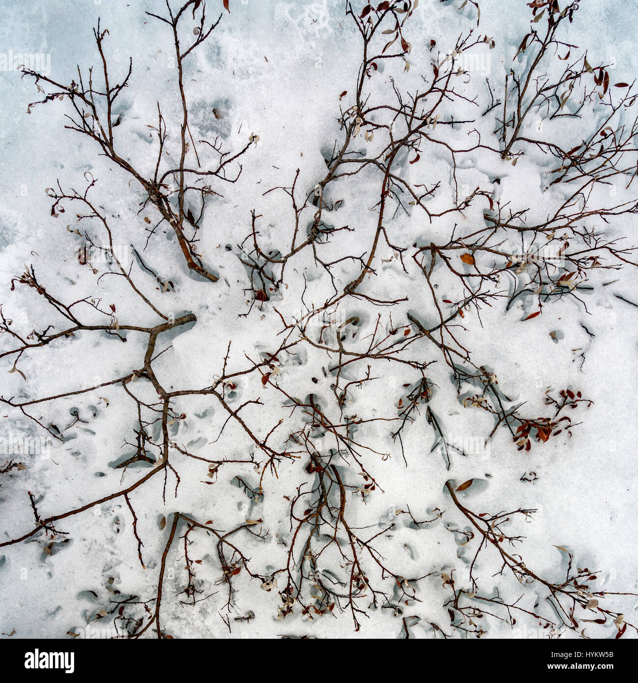 Antenne-Bäume im Winter, Lappland, Schweden. Drohne-Fotografie Stockfoto