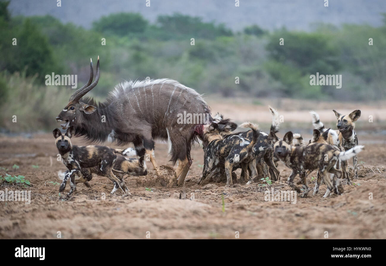 ZIMANGA PRIVATE GAME RESERVE, Südafrika: THE WILD Welpen Hunde von Afrika haben in einem dramatischen Take down-eines Erwachsenen Bullen Nyala gerissen worden. Bilder zeigen Wilddog Welpen genießen eine unbeschwerte Ausgelassenheit im kühlen Wasser eines afrikanischen Wildreservat, nachdem ein Gruppe Angriff auf einen ahnungslosen Antilope ein herzhaftes Mittagessen zur Verfügung gestellt.  Die räuberische Partei gehörten sieben Erwachsene sowie zwölf Welpen. Stockfoto