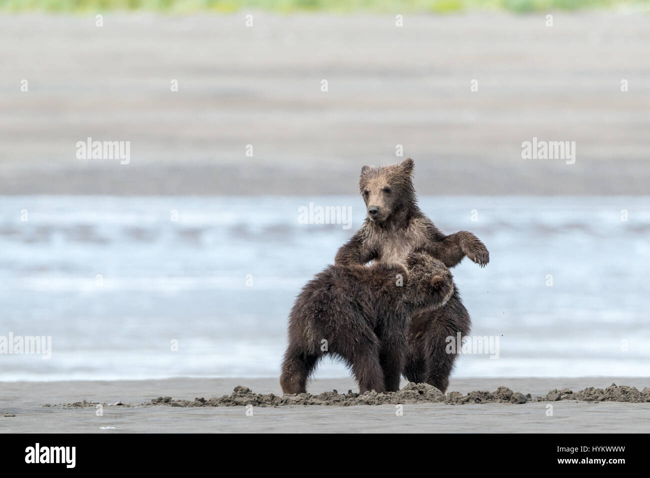 ALASKA, USA: Haben zwei niedliche Grizzly Bear Cubs gerissen worden, eine Fahrt auf Mamas Rücken, wie sie sie sicher über einen Fluss transportiert. Bilder zeigen die kleinen Jungen sah gierig Mama wie eine Muschel, isst bevor sie auf Mama wieder für die Reise über das Wasser klettern. Weitere spielerische Aufnahmen zeigen das Paar der jungen einige Spielzeit zu genießen, wie sie kämpfen und mit einander am Sandstrand Ringen. Die Bilder wurden am Silver Salmon Creek in Alaska von Grundschullehrerin Ian Stotesbury (37) aus Ontario, Kanada aufgenommen. Stockfoto