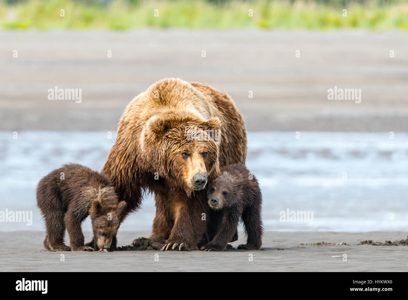 ALASKA, USA: Haben zwei niedliche Grizzly Bear Cubs gerissen worden, eine Fahrt auf Mamas Rücken, wie sie sie sicher über einen Fluss transportiert. Bilder zeigen die kleinen Jungen sah gierig Mama wie eine Muschel, isst bevor sie auf Mama wieder für die Reise über das Wasser klettern. Weitere spielerische Aufnahmen zeigen das Paar der jungen einige Spielzeit zu genießen, wie sie kämpfen und mit einander am Sandstrand Ringen. Die Bilder wurden am Silver Salmon Creek in Alaska von Grundschullehrerin Ian Stotesbury (37) aus Ontario, Kanada aufgenommen. Stockfoto