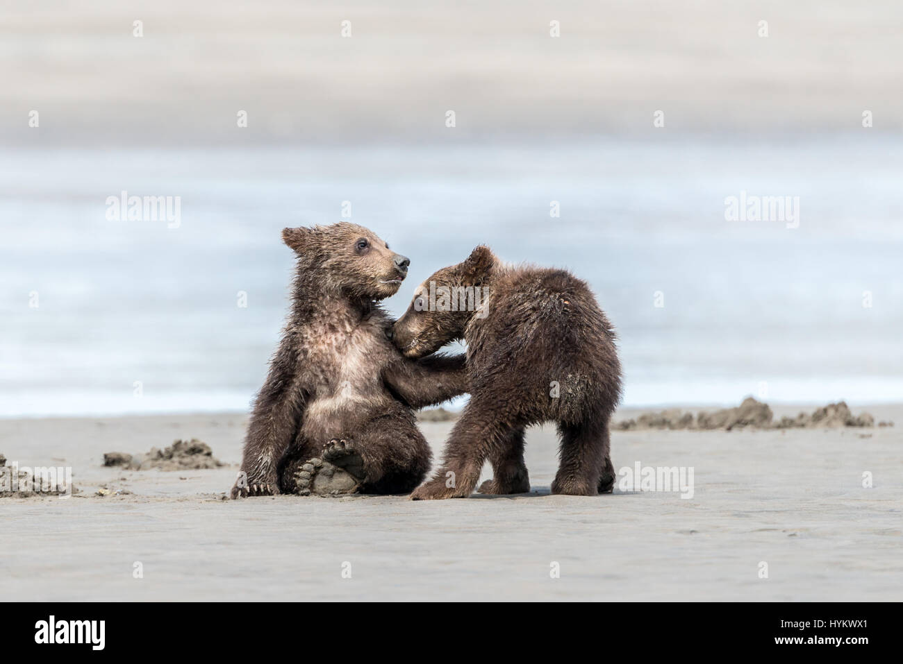 ALASKA, USA: Haben zwei niedliche Grizzly Bear Cubs gerissen worden, eine Fahrt auf Mamas Rücken, wie sie sie sicher über einen Fluss transportiert. Bilder zeigen die kleinen Jungen sah gierig Mama wie eine Muschel, isst bevor sie auf Mama wieder für die Reise über das Wasser klettern. Weitere spielerische Aufnahmen zeigen das Paar der jungen einige Spielzeit zu genießen, wie sie kämpfen und mit einander am Sandstrand Ringen. Die Bilder wurden am Silver Salmon Creek in Alaska von Grundschullehrerin Ian Stotesbury (37) aus Ontario, Kanada aufgenommen. Stockfoto