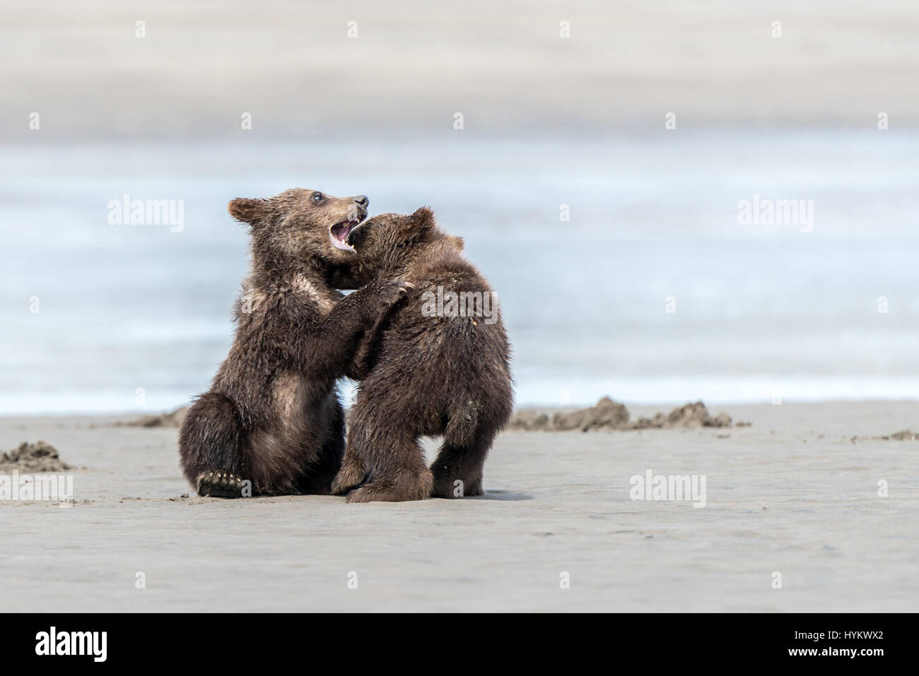 ALASKA, USA: Haben zwei niedliche Grizzly Bear Cubs gerissen worden, eine Fahrt auf Mamas Rücken, wie sie sie sicher über einen Fluss transportiert. Bilder zeigen die kleinen Jungen sah gierig Mama wie eine Muschel, isst bevor sie auf Mama wieder für die Reise über das Wasser klettern. Weitere spielerische Aufnahmen zeigen das Paar der jungen einige Spielzeit zu genießen, wie sie kämpfen und mit einander am Sandstrand Ringen. Die Bilder wurden am Silver Salmon Creek in Alaska von Grundschullehrerin Ian Stotesbury (37) aus Ontario, Kanada aufgenommen. Stockfoto