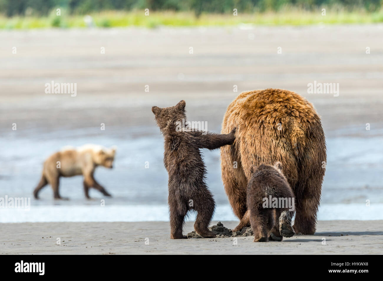 ALASKA, USA: Haben zwei niedliche Grizzly Bear Cubs gerissen worden, eine Fahrt auf Mamas Rücken, wie sie sie sicher über einen Fluss transportiert. Bilder zeigen die kleinen Jungen sah gierig Mama wie eine Muschel, isst bevor sie auf Mama wieder für die Reise über das Wasser klettern. Weitere spielerische Aufnahmen zeigen das Paar der jungen einige Spielzeit zu genießen, wie sie kämpfen und mit einander am Sandstrand Ringen. Die Bilder wurden am Silver Salmon Creek in Alaska von Grundschullehrerin Ian Stotesbury (37) aus Ontario, Kanada aufgenommen. Stockfoto