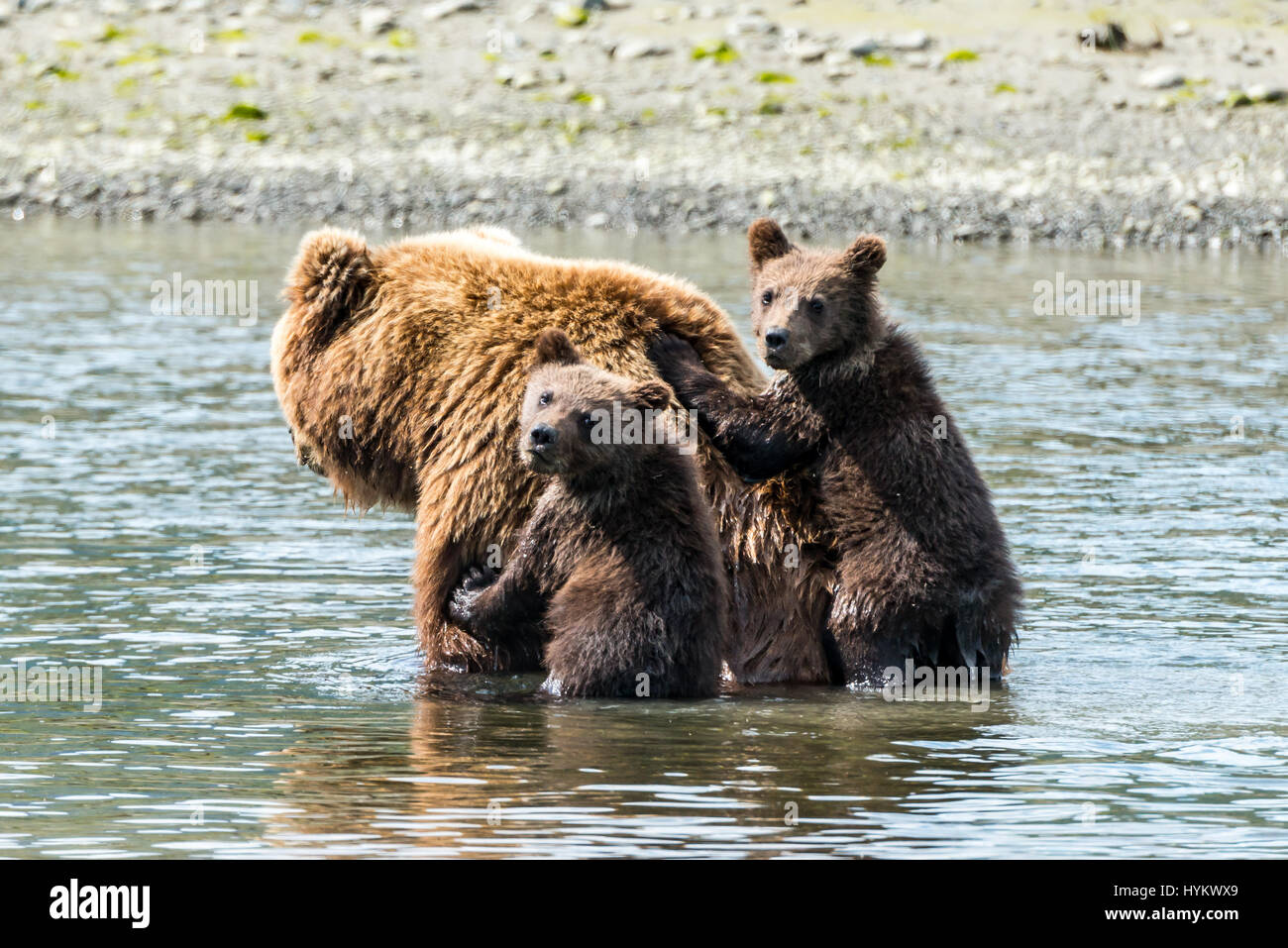ALASKA, USA: Haben zwei niedliche Grizzly Bear Cubs gerissen worden, eine Fahrt auf Mamas Rücken, wie sie sie sicher über einen Fluss transportiert. Bilder zeigen die kleinen Jungen sah gierig Mama wie eine Muschel, isst bevor sie auf Mama wieder für die Reise über das Wasser klettern. Weitere spielerische Aufnahmen zeigen das Paar der jungen einige Spielzeit zu genießen, wie sie kämpfen und mit einander am Sandstrand Ringen. Die Bilder wurden am Silver Salmon Creek in Alaska von Grundschullehrerin Ian Stotesbury (37) aus Ontario, Kanada aufgenommen. Stockfoto