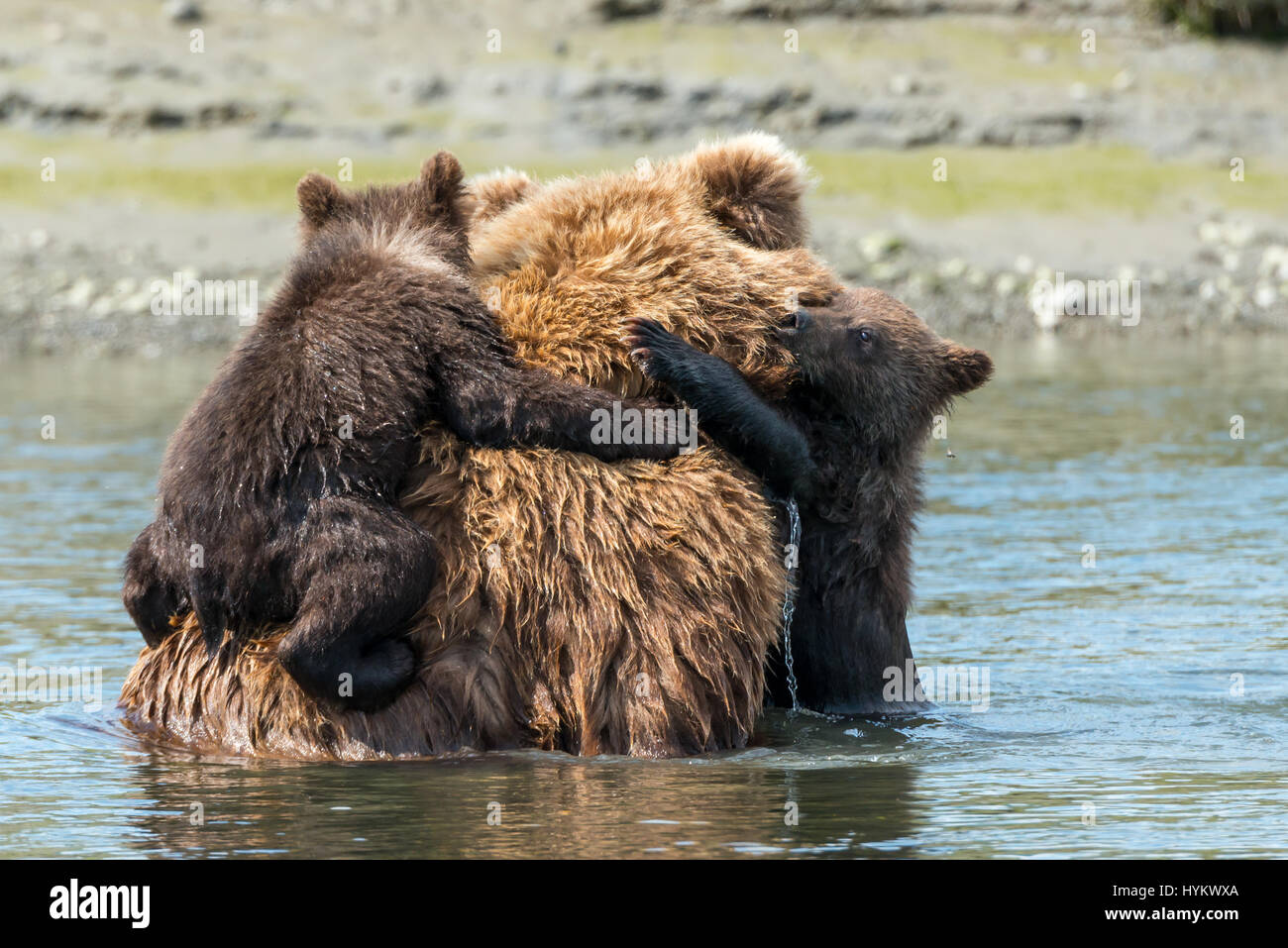 ALASKA, USA: Haben zwei niedliche Grizzly Bear Cubs gerissen worden, eine Fahrt auf Mamas Rücken, wie sie sie sicher über einen Fluss transportiert. Bilder zeigen die kleinen Jungen sah gierig Mama wie eine Muschel, isst bevor sie auf Mama wieder für die Reise über das Wasser klettern. Weitere spielerische Aufnahmen zeigen das Paar der jungen einige Spielzeit zu genießen, wie sie kämpfen und mit einander am Sandstrand Ringen. Die Bilder wurden am Silver Salmon Creek in Alaska von Grundschullehrerin Ian Stotesbury (37) aus Ontario, Kanada aufgenommen. Stockfoto