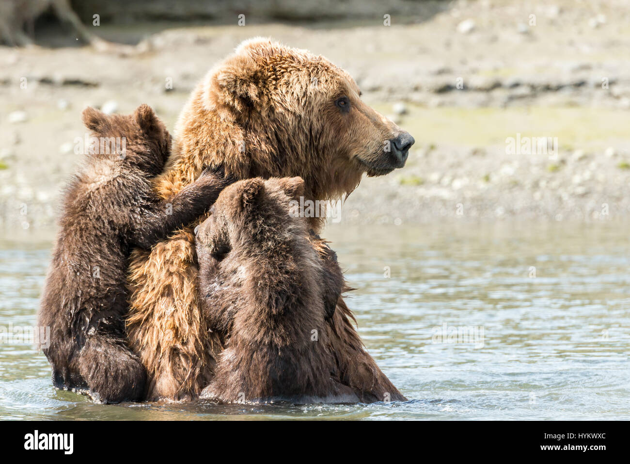 ALASKA, USA: Haben zwei niedliche Grizzly Bear Cubs gerissen worden, eine Fahrt auf Mamas Rücken, wie sie sie sicher über einen Fluss transportiert. Bilder zeigen die kleinen Jungen sah gierig Mama wie eine Muschel, isst bevor sie auf Mama wieder für die Reise über das Wasser klettern. Weitere spielerische Aufnahmen zeigen das Paar der jungen einige Spielzeit zu genießen, wie sie kämpfen und mit einander am Sandstrand Ringen. Die Bilder wurden am Silver Salmon Creek in Alaska von Grundschullehrerin Ian Stotesbury (37) aus Ontario, Kanada aufgenommen. Stockfoto