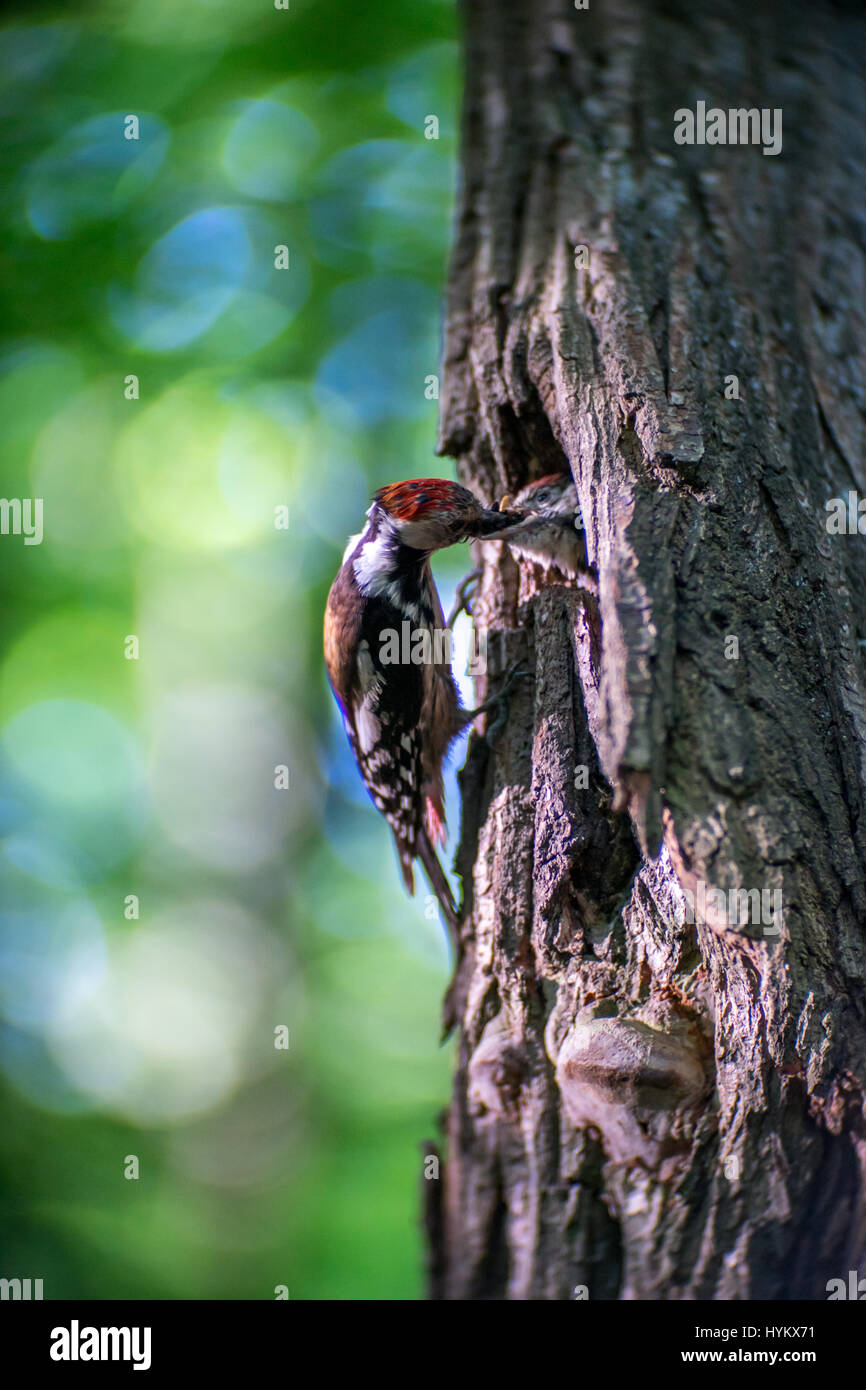 Mittleren Spotted Woodpecker - gefüttert Küken Vogelmiere Specht in der Mulde Stockfoto