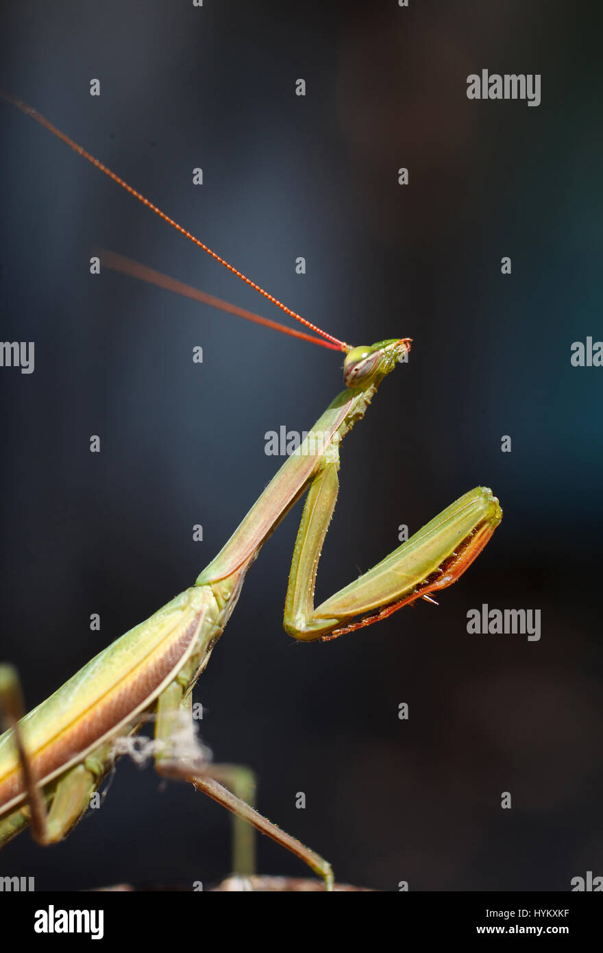 Insekt Mantis Porträt hautnah. Stockfoto