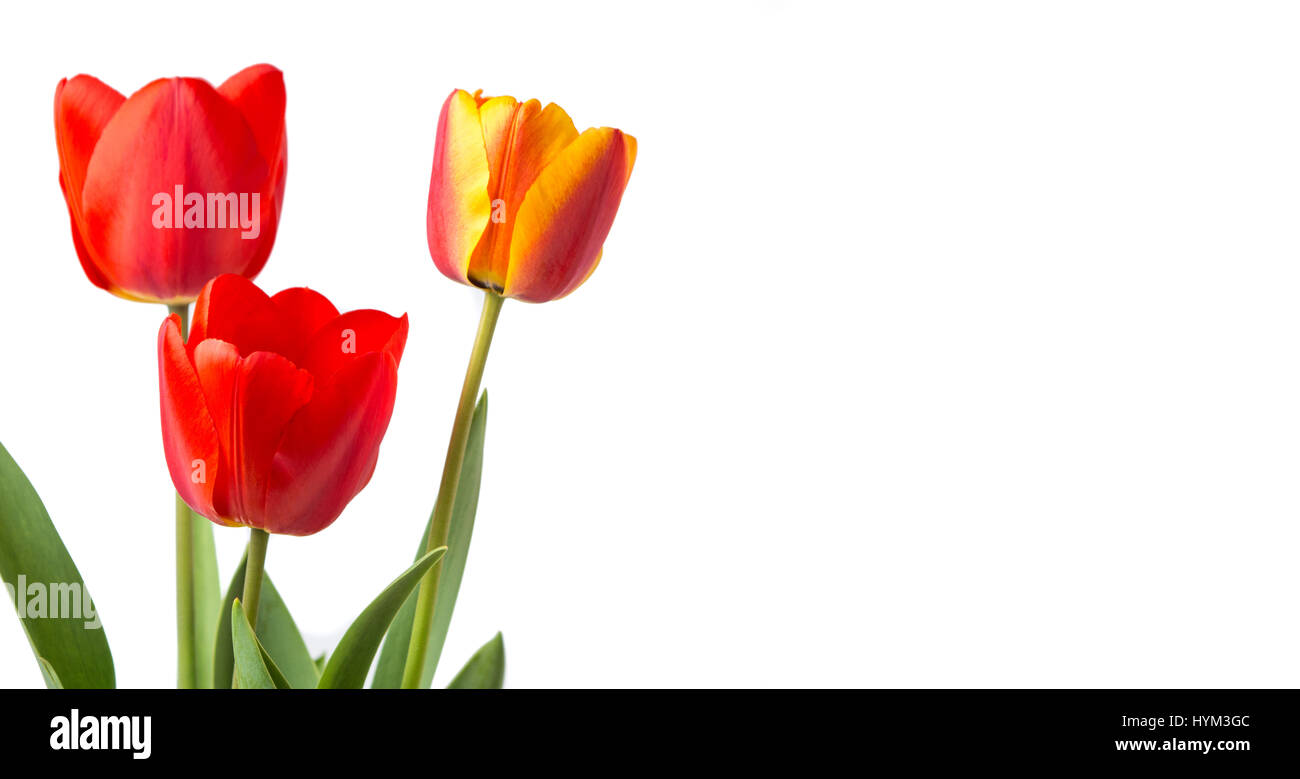 Rote Tulpen isoliert auf weißem Hintergrund. Frühlingszeit Stockfoto
