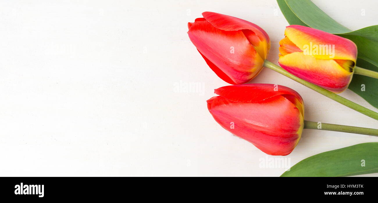 Rote Tulpen auf weißer Holztisch. Frühlingszeit Stockfoto