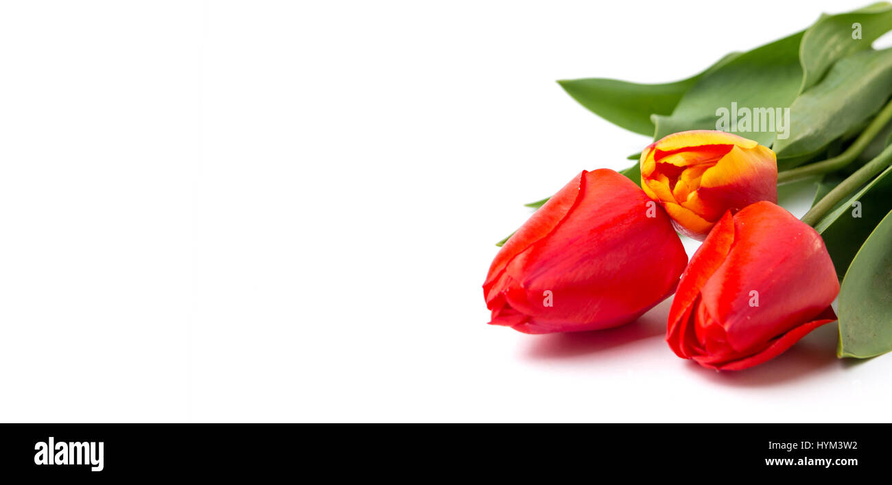 Rote Tulpen isoliert auf weißem Hintergrund. Frühlingszeit Stockfoto