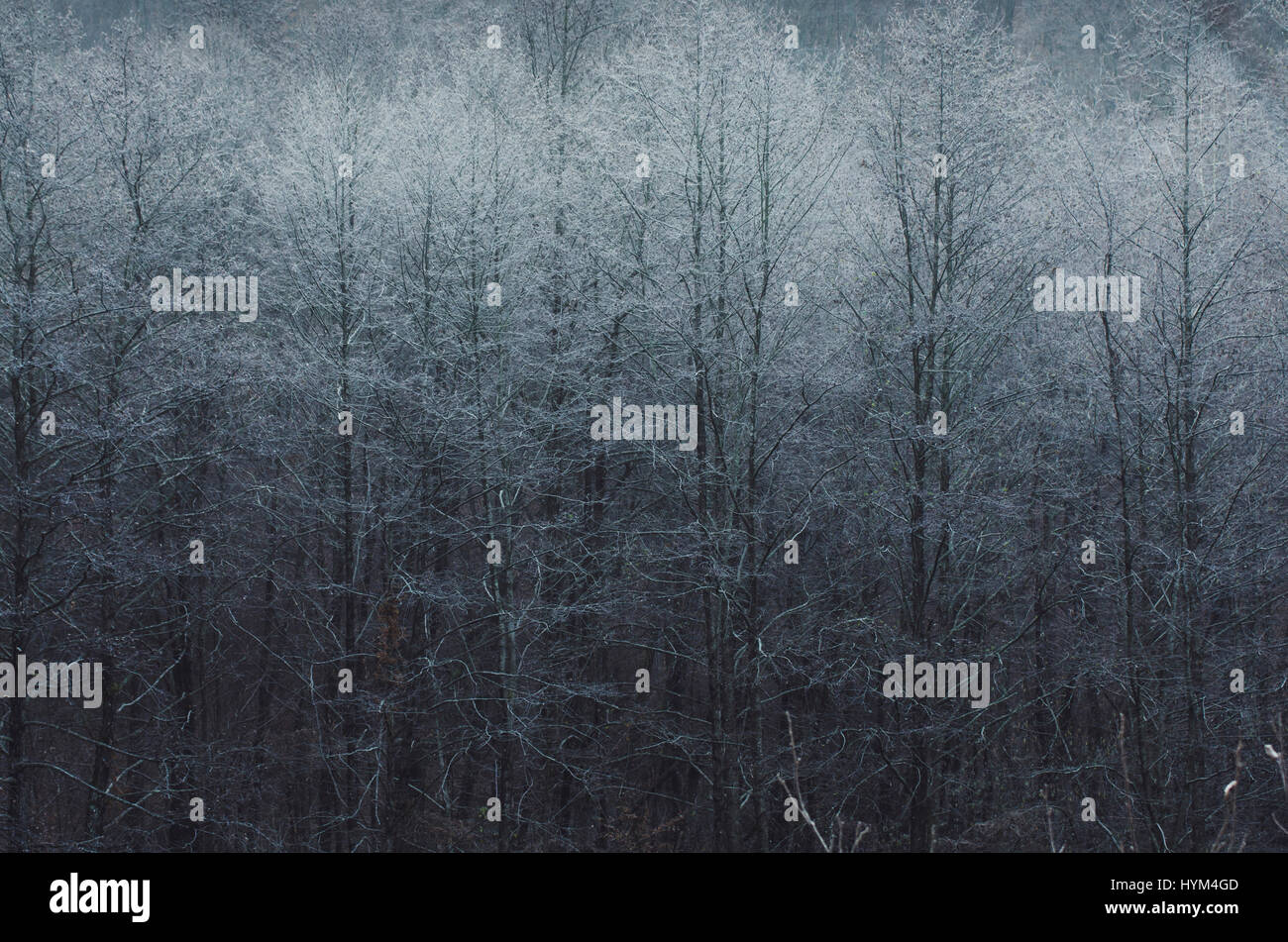 gefrorene Bäume in Kälte Landschaft Stockfoto