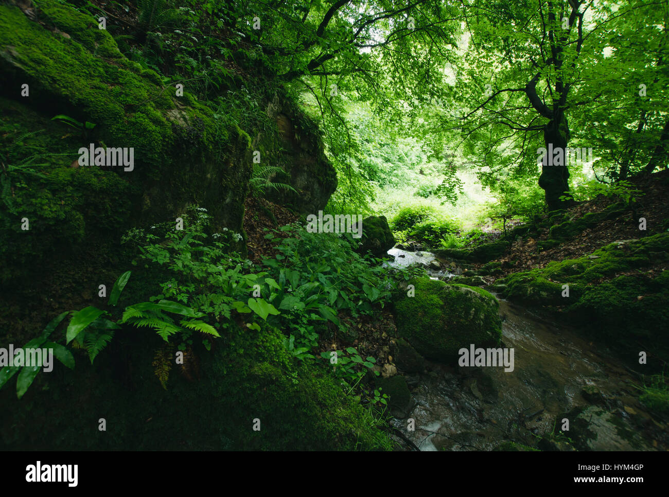 grünen Wald Naturlandschaft Stockfoto