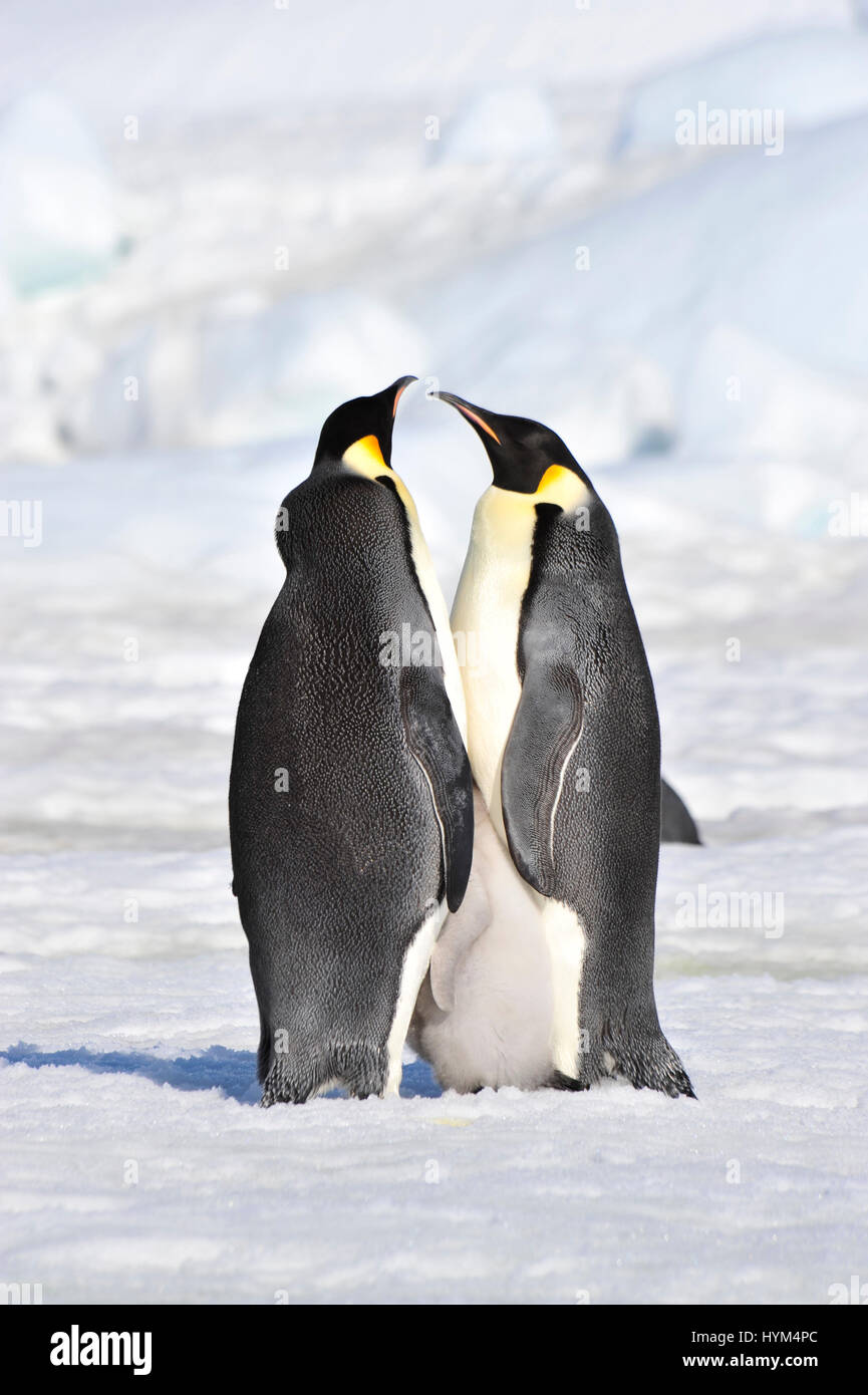 Kaiserpinguine mit Küken Stockfoto