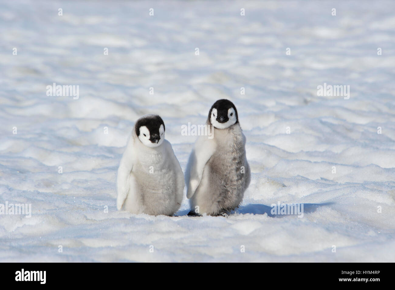 Kaiserpinguin-Küken in der Antarktis Stockfoto