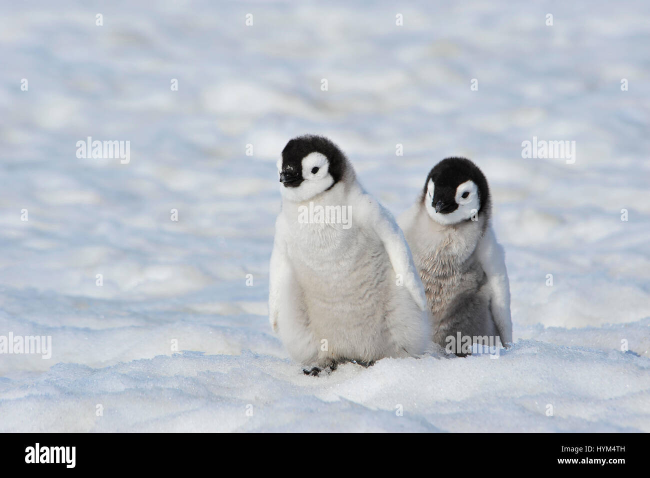 Kaiserpinguin-Küken in der Antarktis Stockfoto