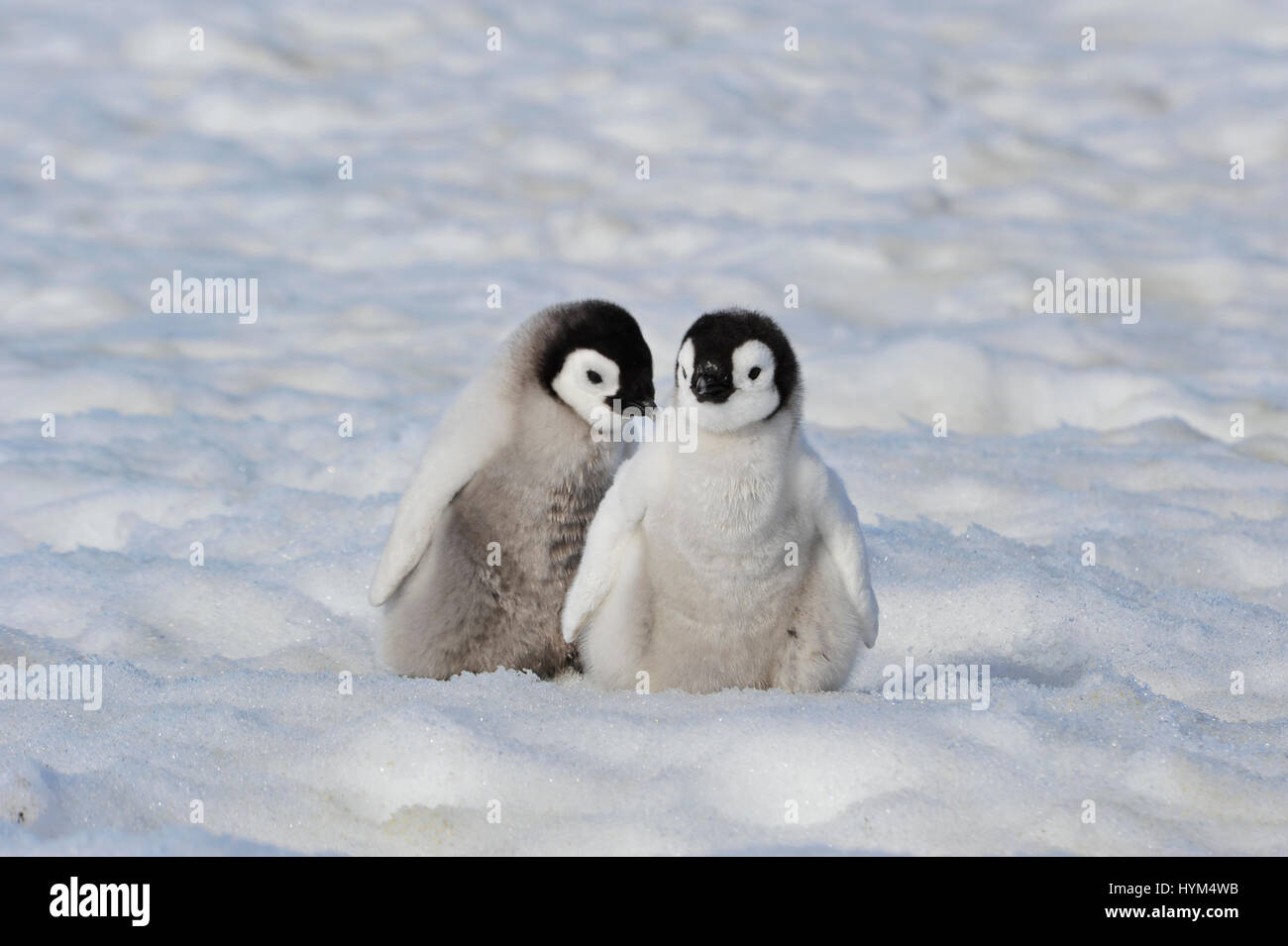 Kaiserpinguin-Küken in der Antarktis Stockfoto