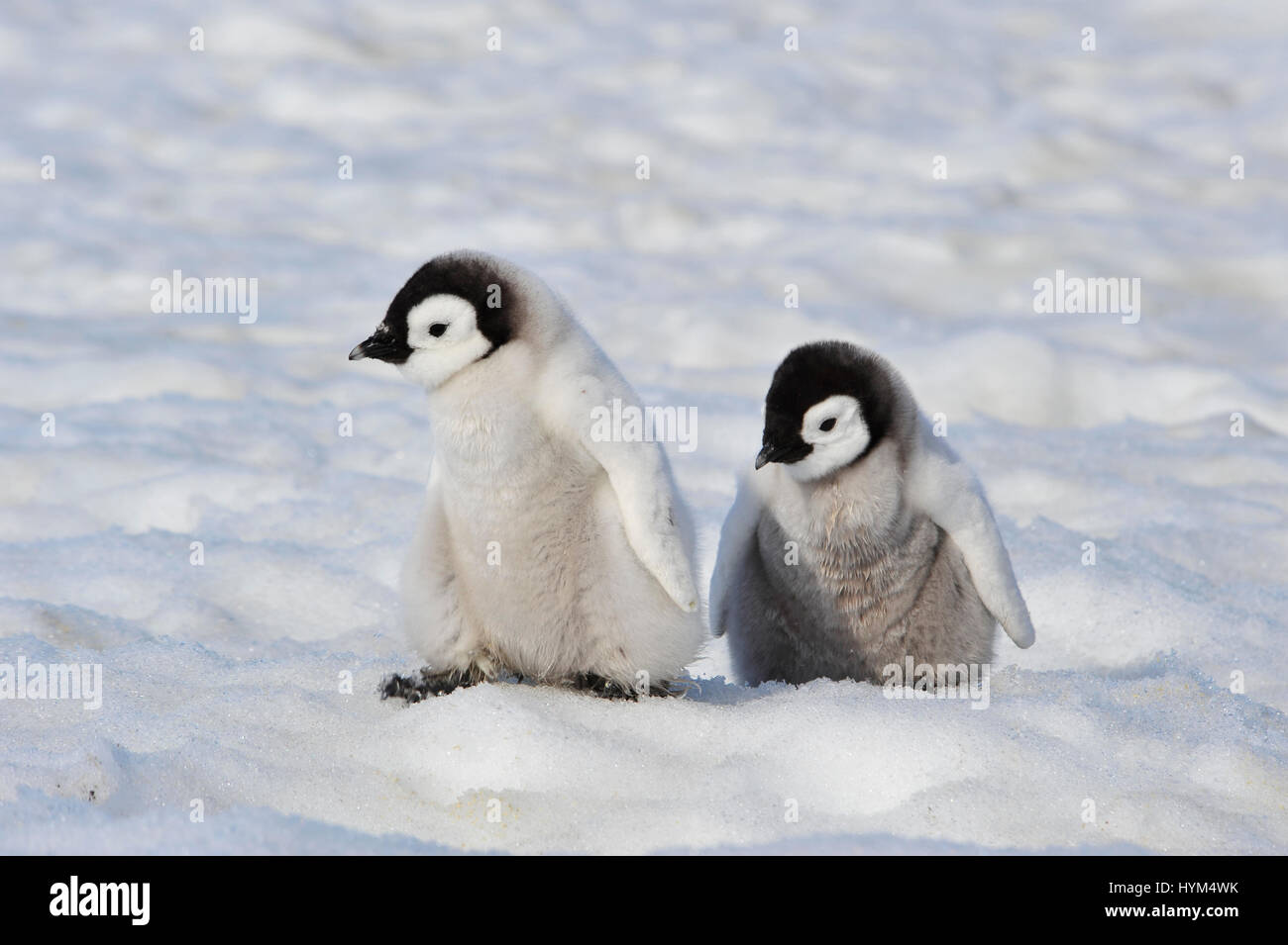 Kaiserpinguin-Küken in der Antarktis Stockfoto