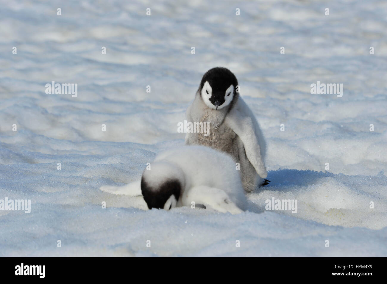Kaiserpinguin-Küken in der Antarktis Stockfoto