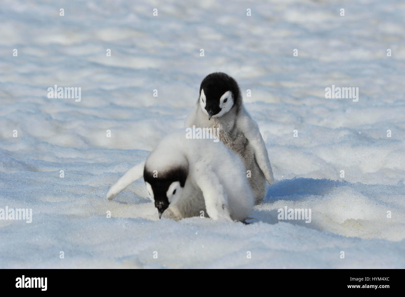 Kaiserpinguin-Küken in der Antarktis Stockfoto