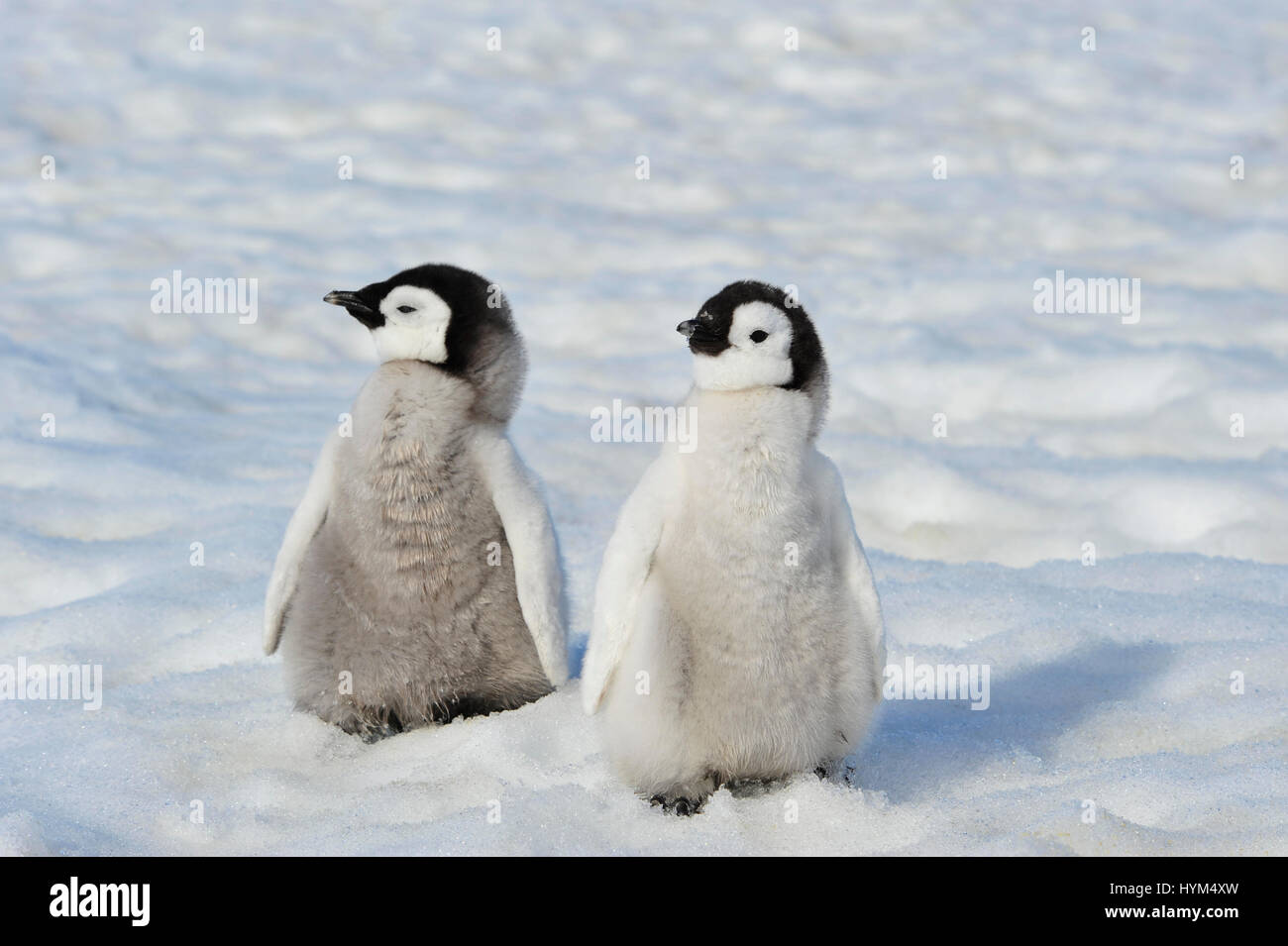Kaiserpinguin-Küken in der Antarktis Stockfoto