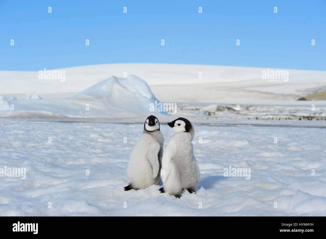 Kaiserpinguin-Küken in der Antarktis Stockfoto