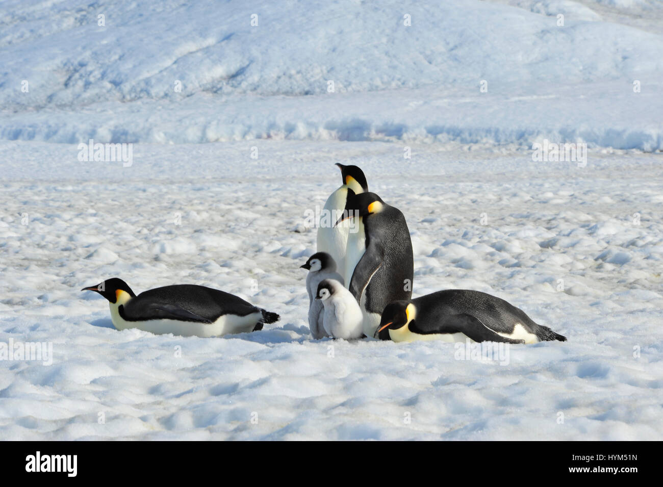 Kaiserpinguine mit Küken Stockfoto