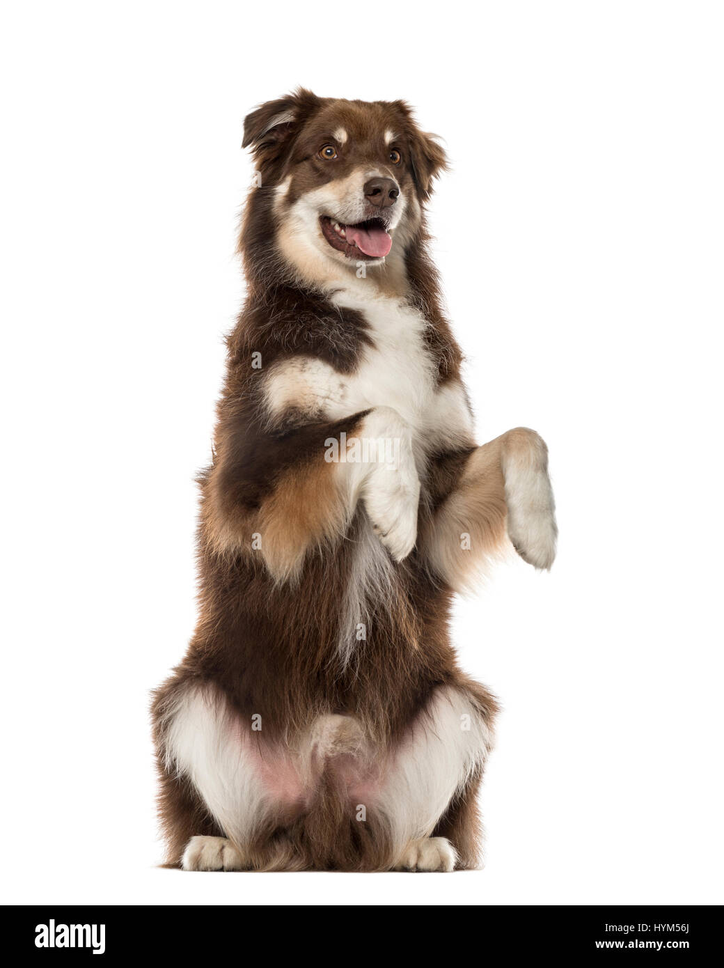Australian Shepherd auf Hinterbeinen, 6 Jahre alt, isoliert auf weiss Stockfoto
