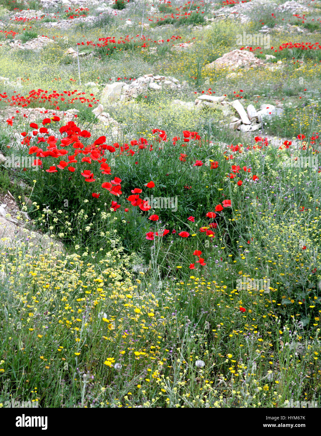 Mohn und Wildblumen in der Nähe von Alcala La Real, Spanien. Papaver Rhoeas. In Spanien. Frühling. Stockfoto