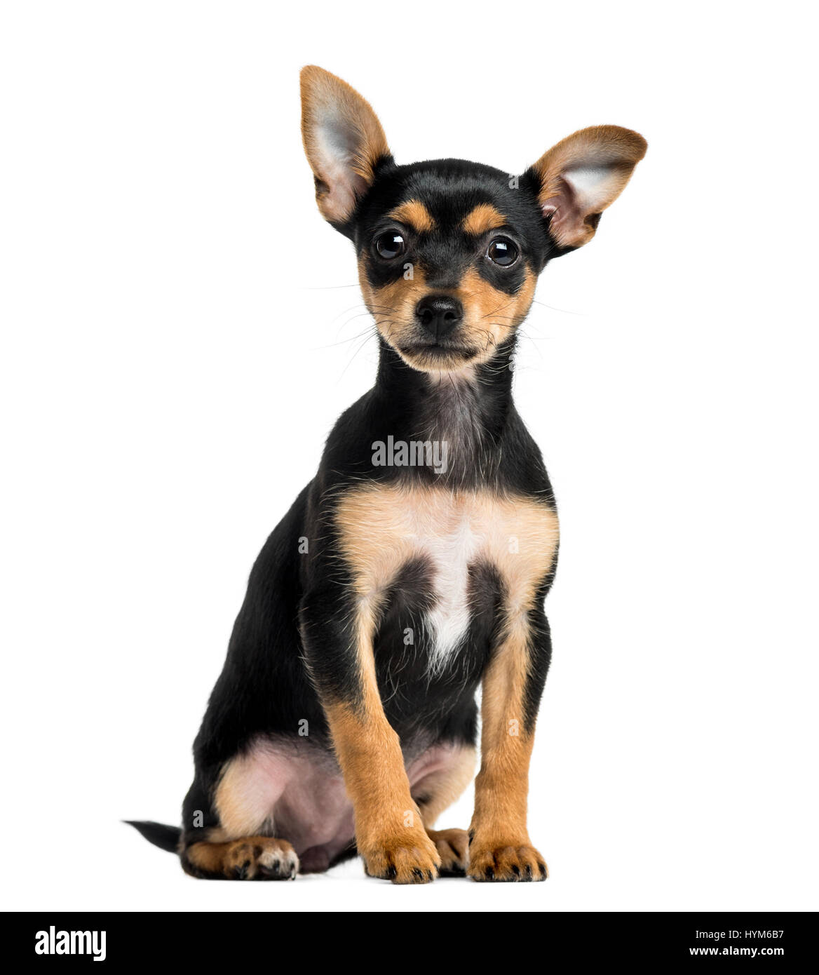 Welpen Deutsche Pinscher sitzend, 2 Monate alt, isoliert auf weiss Stockfoto