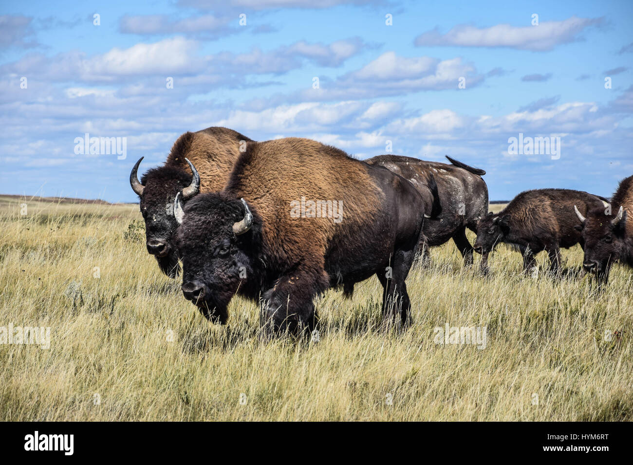 Herde von amerikanischen Bisons im Theodore-Roosevelt-Nationalpark in North Dakota Stockfoto