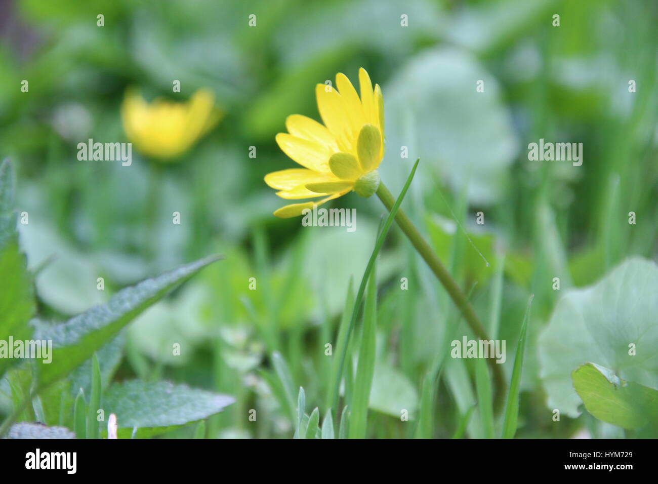Gelbe Frühlingsblumen Stockfoto