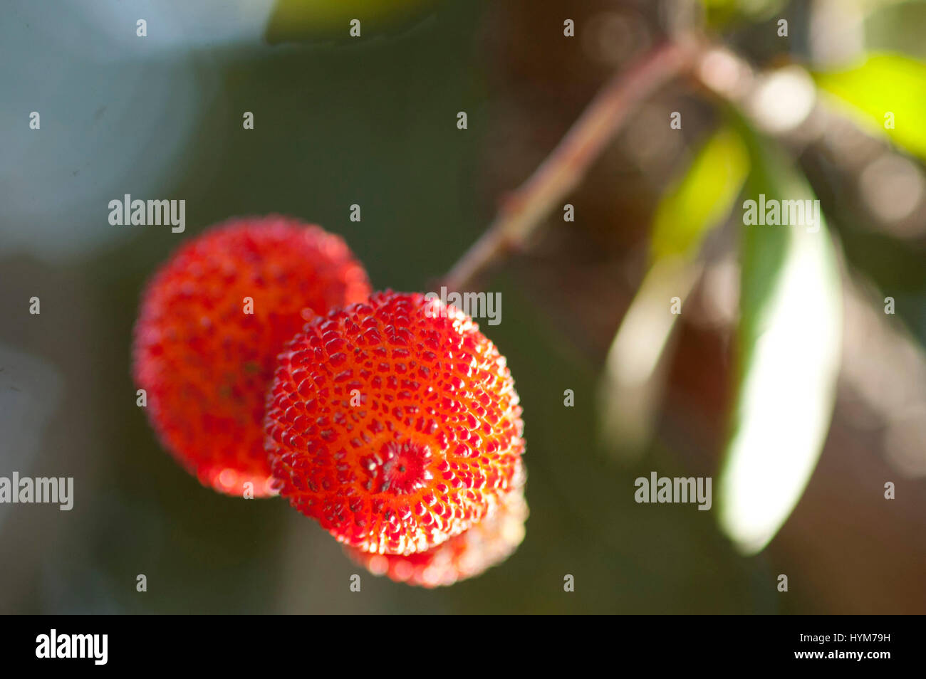 Frische Arbouse Früchte hängen von einem Baum, Corsica Stockfoto