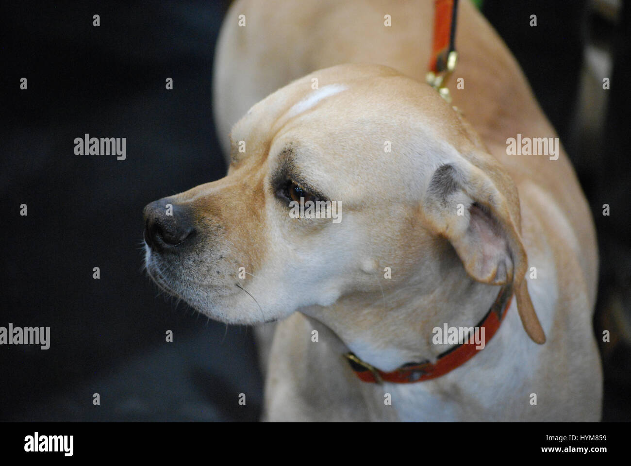 Portugiesische Pointer Hund mit einer niedlichen schwarzen Nase an der Leine. Stockfoto