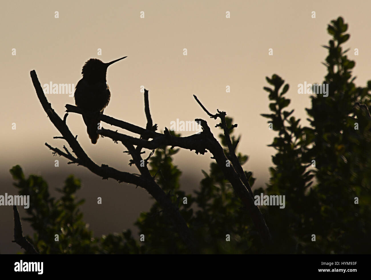 Silhouette von Annas Hummingbird, Calypte Anna in der Abenddämmerung Stockfoto