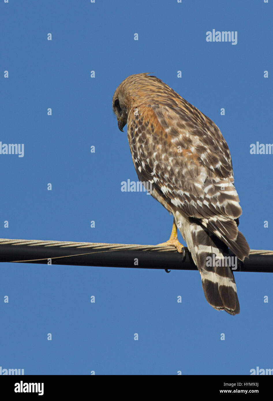 Red geschultert Hawk auf einem Draht Stockfoto