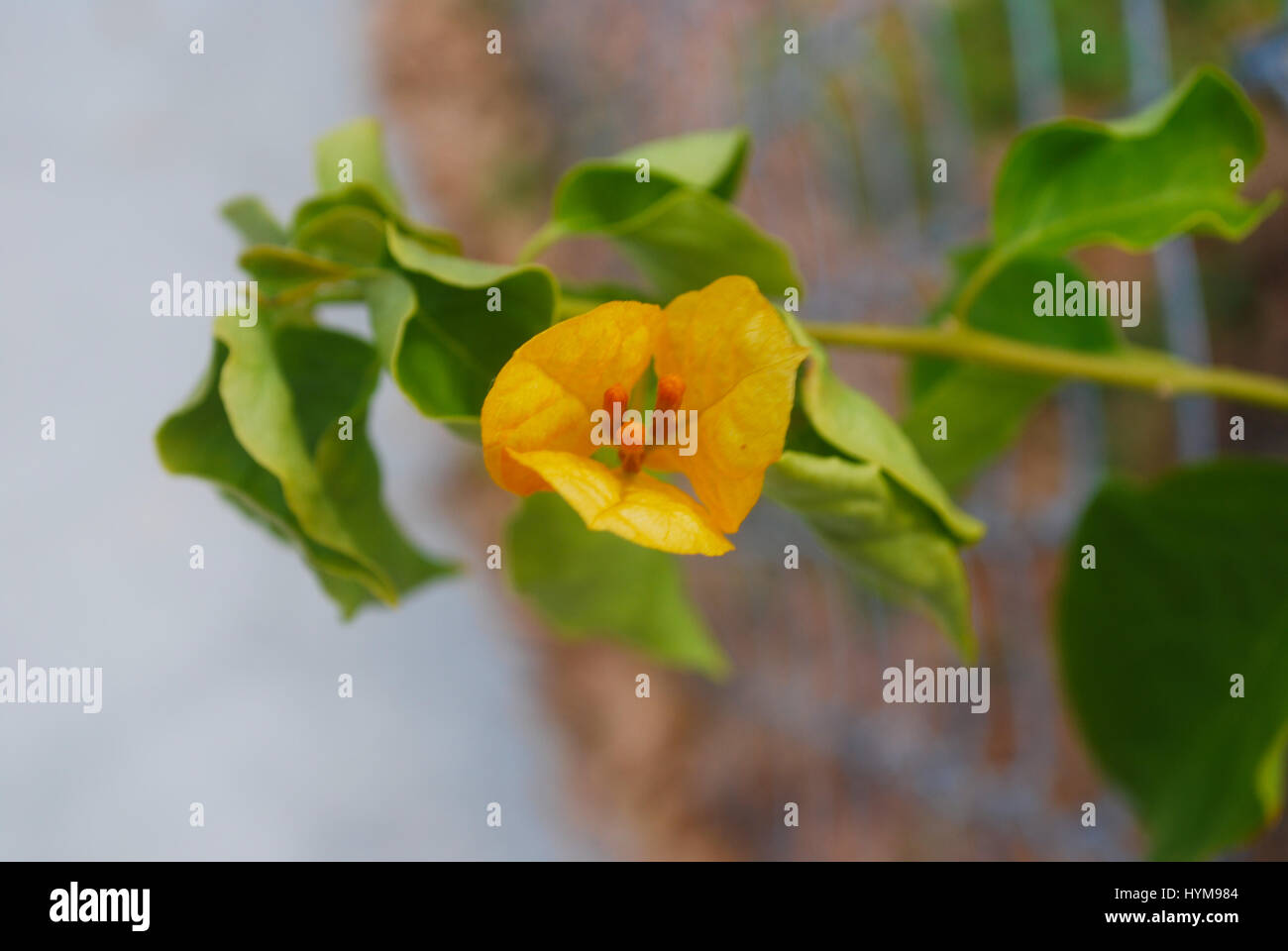 Eine orangefarbene Bougainvillea Stockfoto