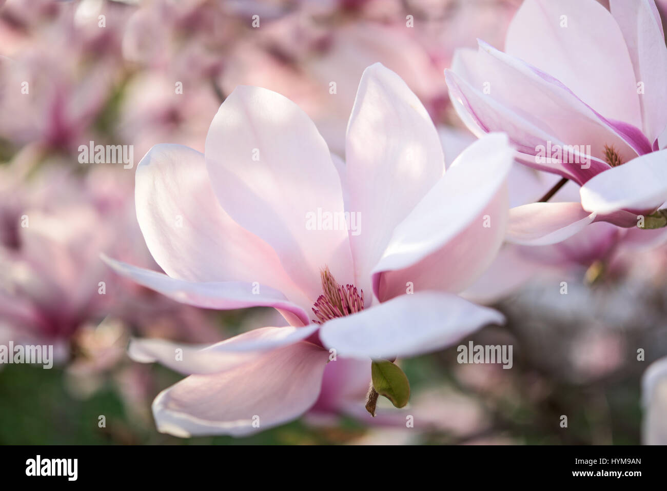 Teil von rosa und weiße Magnolie Stockfoto