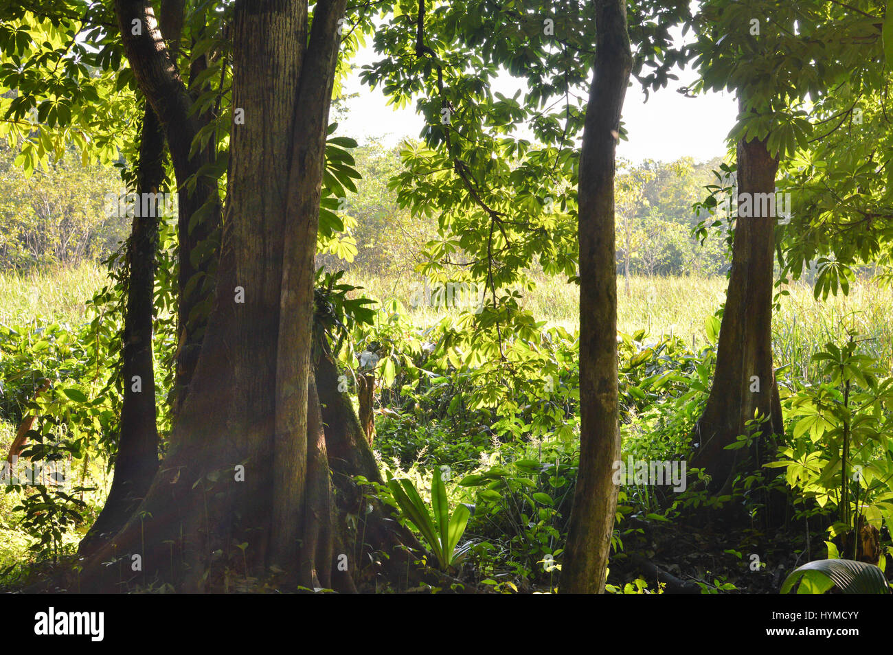 Tief im Dschungel des Rio Dulce und Lago Izabal, Guatemala. Zentralamerika Stockfoto
