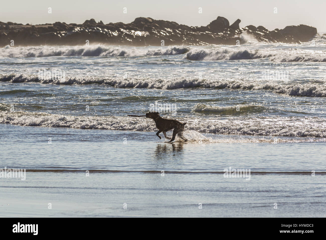 Stick Abrufen von Hund am Strand von Nevogilde Zivilgemeinde in Porto, zweite größte Stadt in Portugal Stockfoto