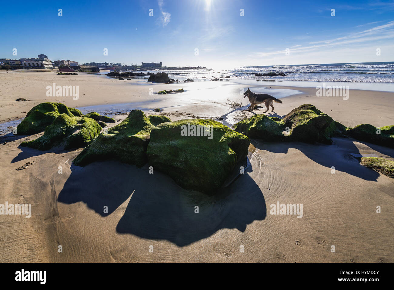 Bemoosten Felsen auf den Strand von Nevogilde Zivilgemeinde in Porto, die zweitgrößte Stadt in Portugal Stockfoto