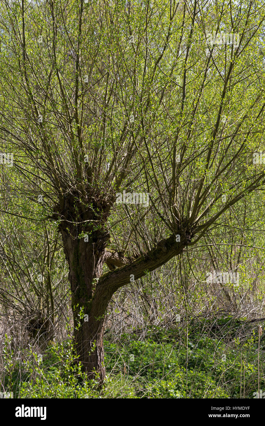 Kopfweiden, Kopfweide, Kopf-Weiden, Kopfbaum, Kopfbäume, Weide, Weiden, Salix spec, Caesar, Weide, Weide, Weiden, Pollard Weiden, Pollard Pollard Stockfoto