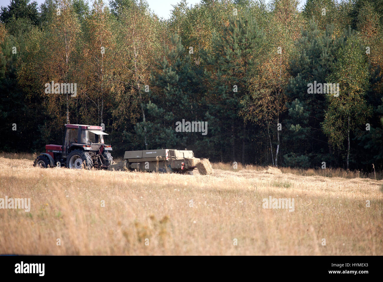 Polnische Bauern machen Ballen von geerntetem Heu im Feld. Zawady Zentralpolen Europa Stockfoto