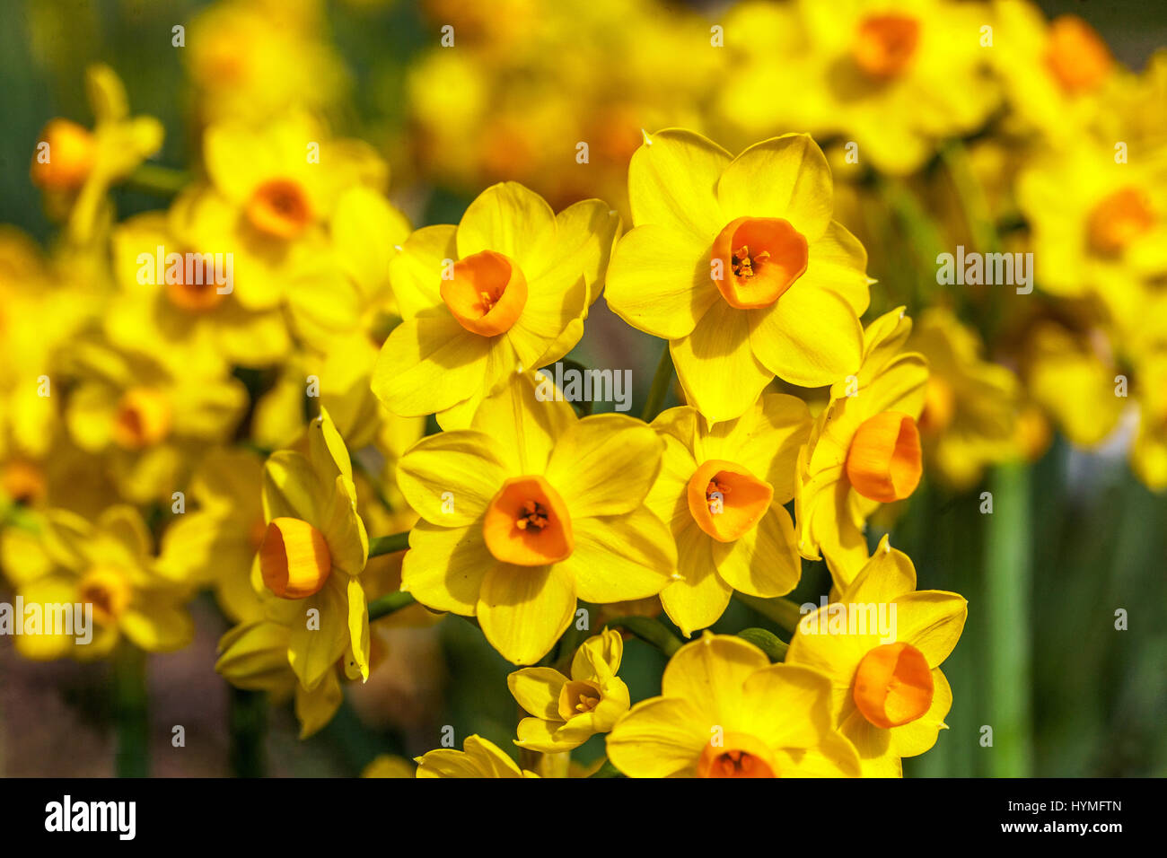 Narcissus jonquilla 'Martinette', Narzisse, Narzissen Stockfoto