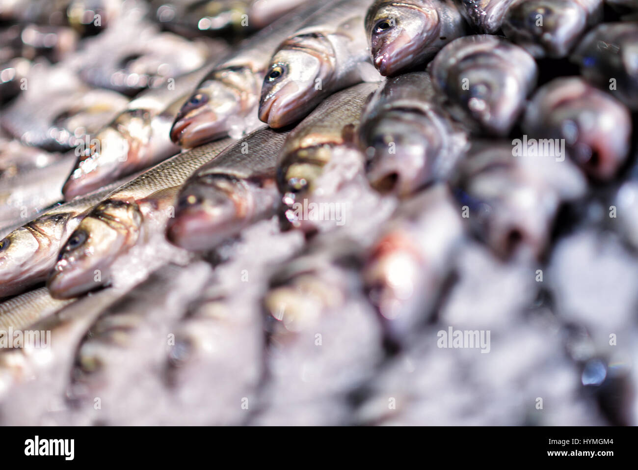 Meeresfrüchte auf Eis am Fischmarkt Stockfoto