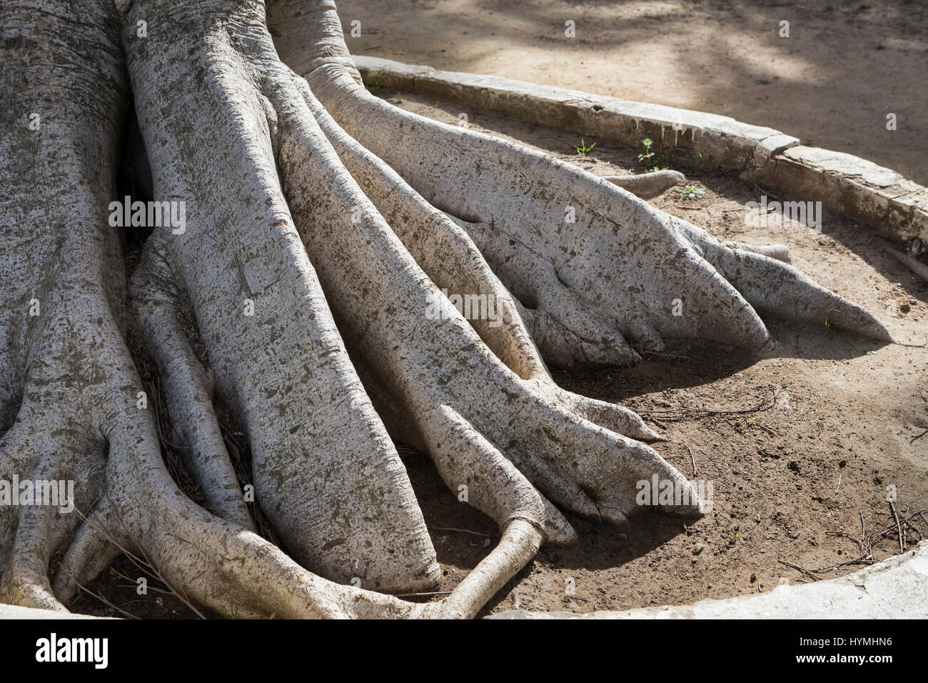 Riesigen Gummibaum 'Ficus Macrophylla' im Alter von mehr als hundert Jahren in der Nähe von dem Strand "Playa De La Caleta", Cádiz, Andalusien, Spanien Stockfoto