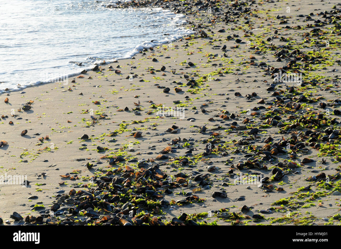 Strand mit Sand bedeckt mit Muscheln und Algen angespült Stockfoto