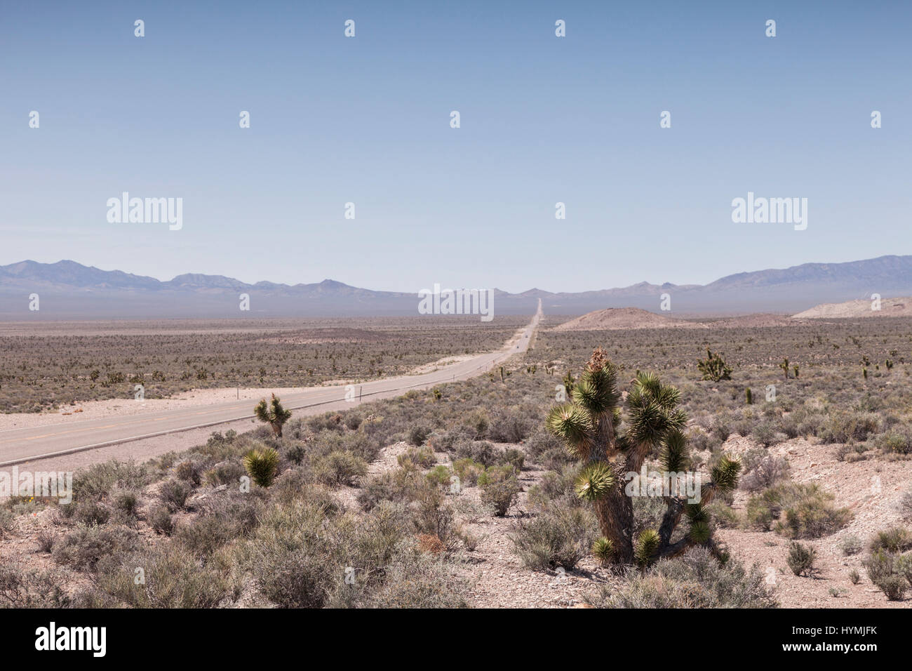 Joshua Bäume neben Highway 375, Extraterrestrial Highway, Nevada. Auf der linken Seite ist das Gebirge trennt die Straße von s Stockfoto